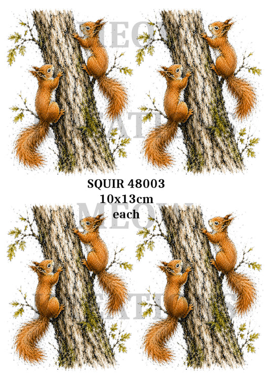 SQUIR 48003