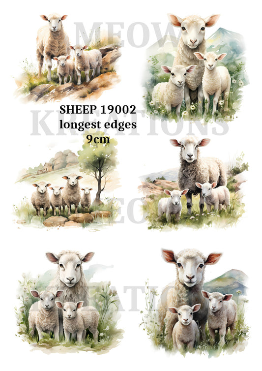 SHEEP 19002