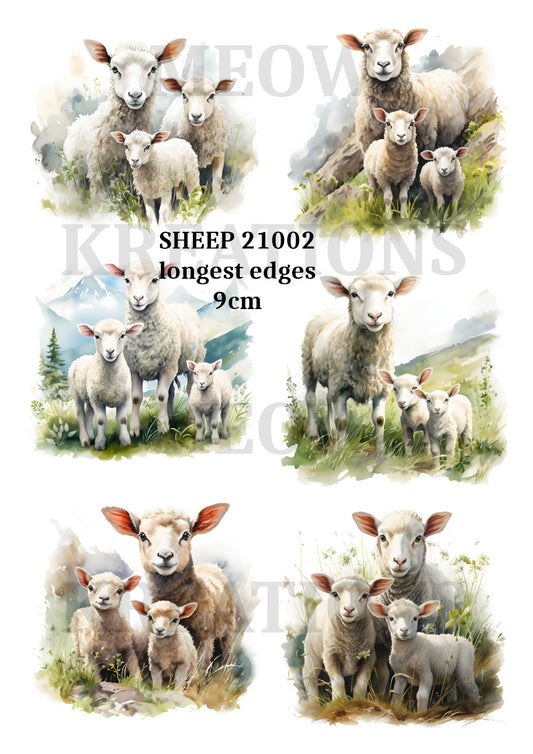 SHEEP 21002