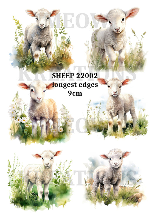 SHEEP 22002