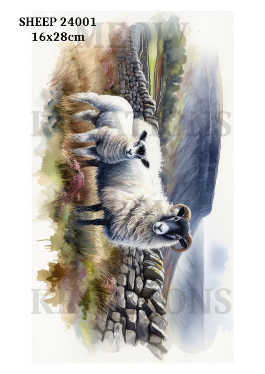 SHEEP 24001