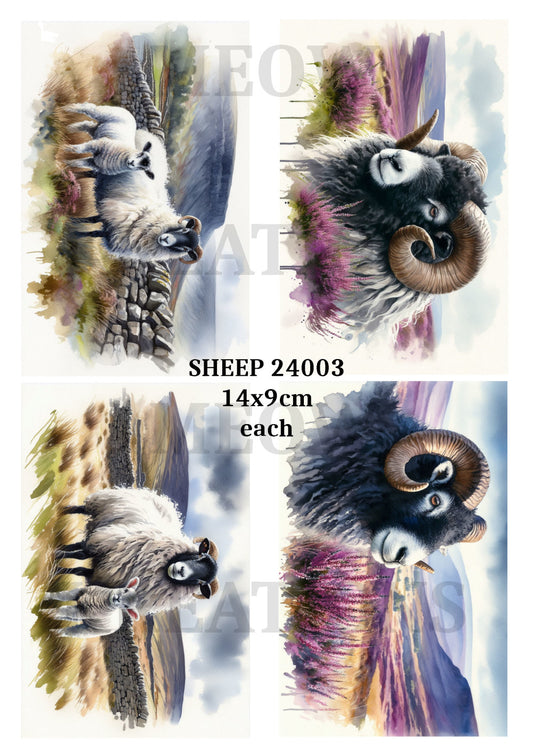SHEEP 24003