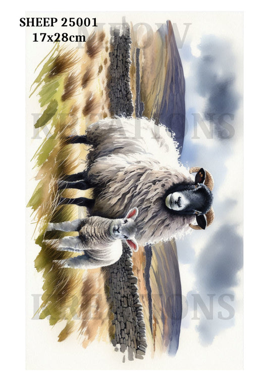 SHEEP 25001