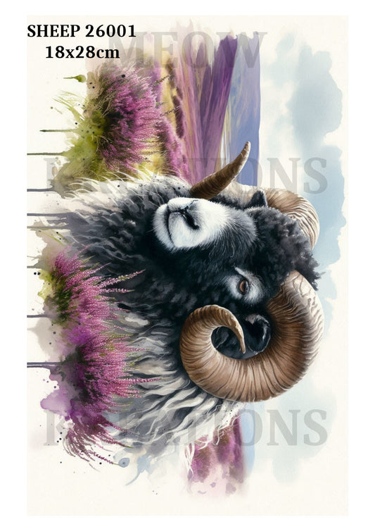SHEEP 26001
