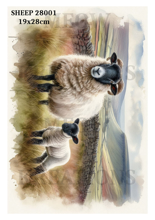 SHEEP 28001