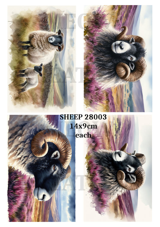 SHEEP 28003
