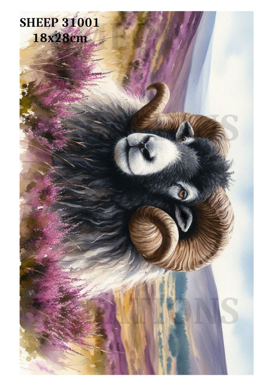 SHEEP 31001