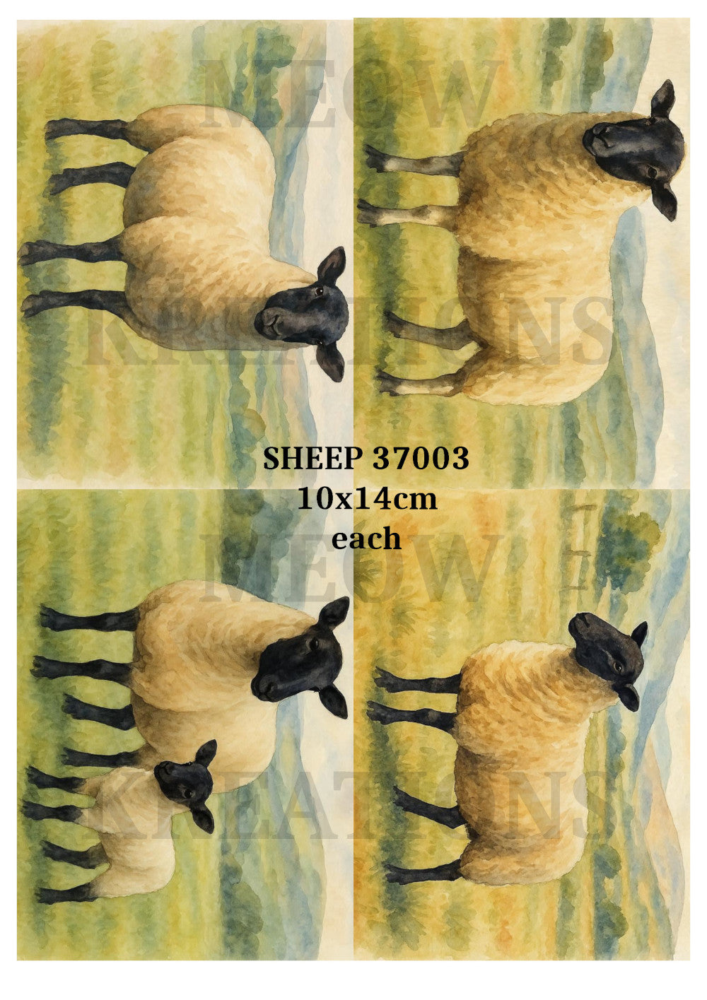 SHEEP 37003