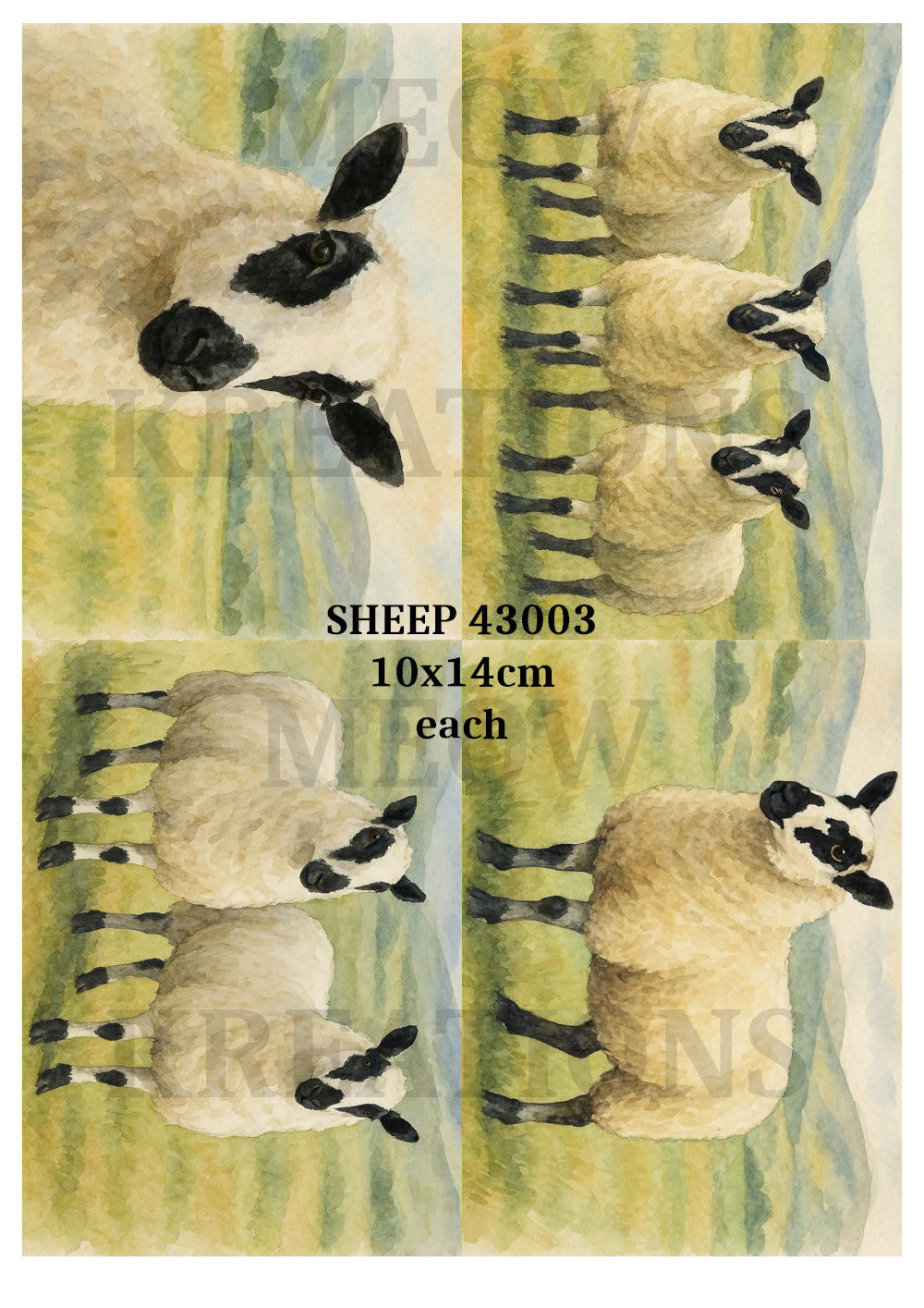 SHEEP 43003