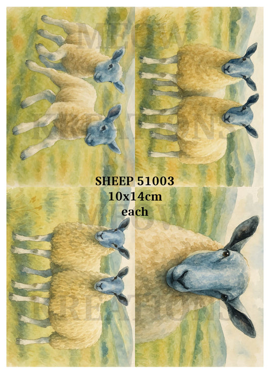 OVEJA 6001