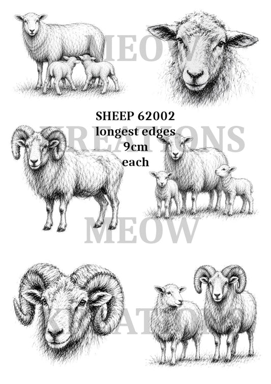 SHEEP 62002