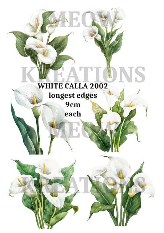 WHITE CALLA 2002