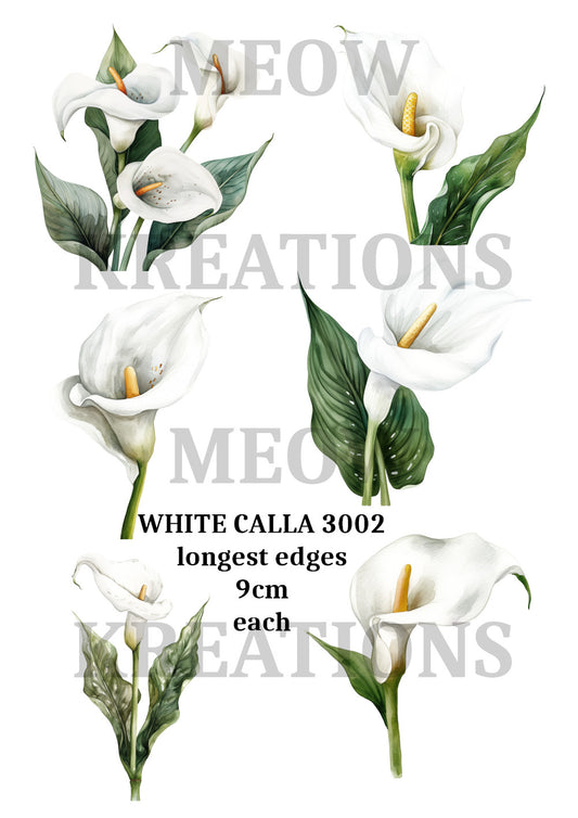 WHITE CALLA 3002