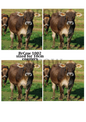Brown Farm Cow Decoupage Rice Paper – BRCOW 1002