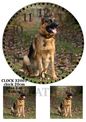 German Shepherd Woodland Clock Decoupage Rice Paper – CLOCK 32001