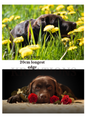 Chocolate Labrador Decoupage Rice Paper - DG 1901