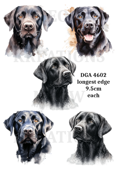 Black Labrador Decoupage Rice Paper - DGA 4602