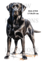 Black Labrador Decoupage Rice Paper - DGA 4703