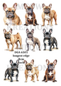 French Bulldog Watercolour Collection Decoupage Rice Paper - DGA 6501