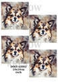 Long Haired Chihuahua Portrait Decoupage Rice Paper - DOGV 62002