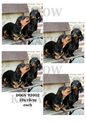 Two Dachshund Dogs Decoupage Rice Paper - DOGV 92002