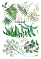 Decoupage Rice Paper – FERN 301