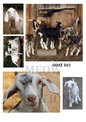 Decoupage Rice Paper – GOAT 501