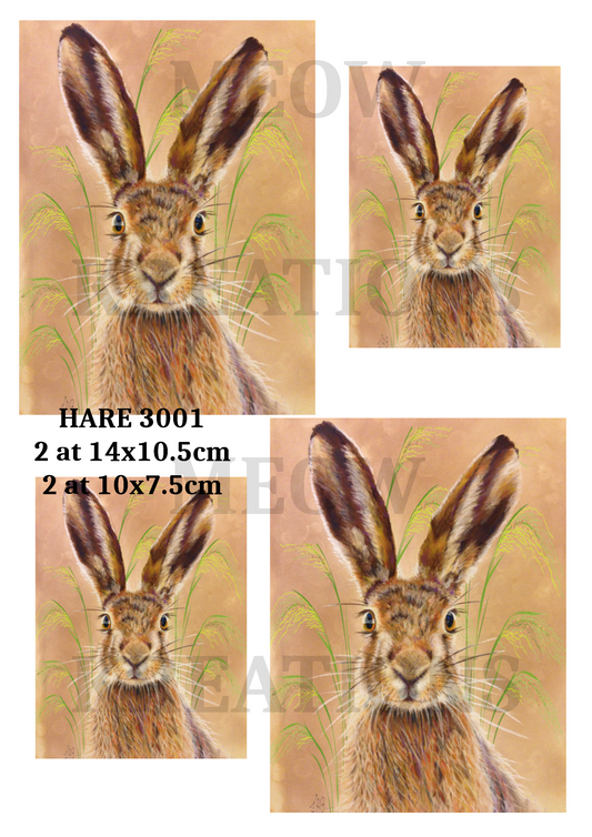 HARE 3001