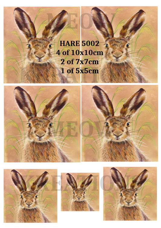 HASE 5002