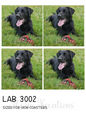 Labrador Decoupage Rice Paper - LAB 3002