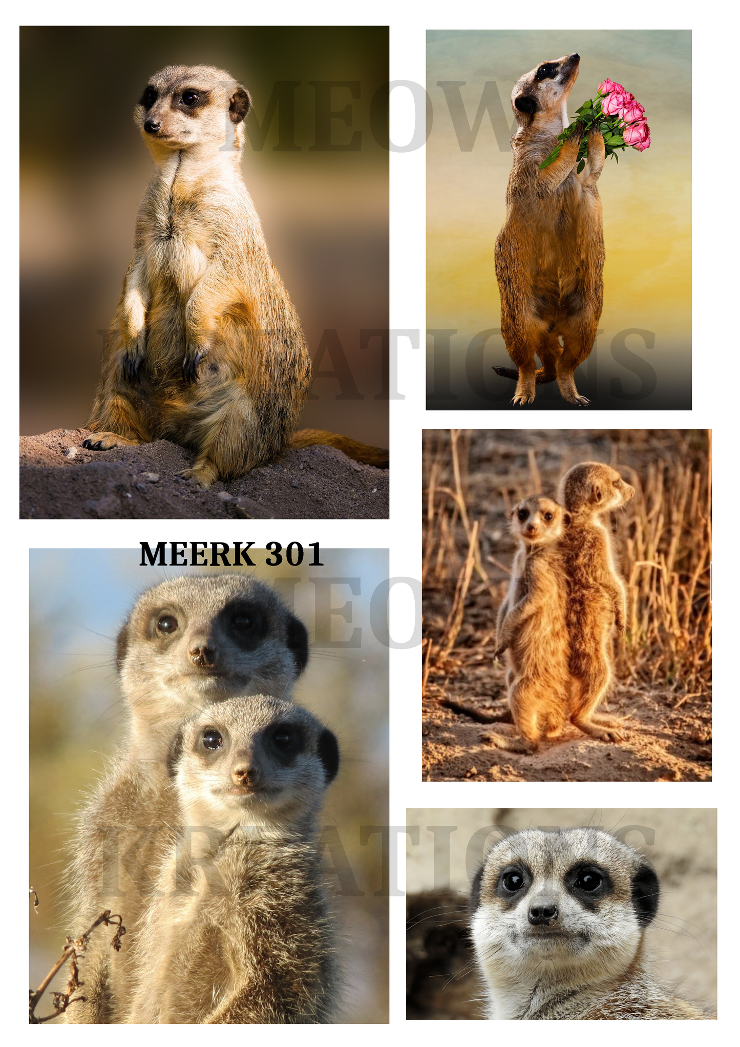 MEERK 301