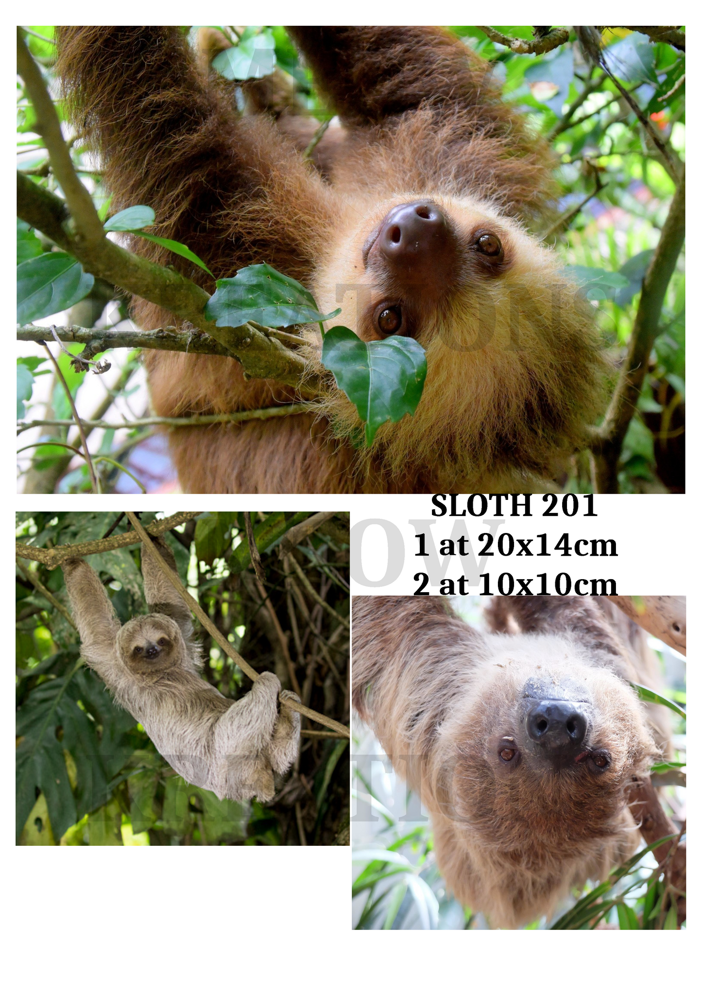 SLOTH 201