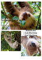 Decoupage Rice Paper - SLOTH 201