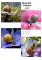 CARACOL 302