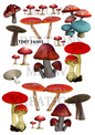 Decoupage Rice Paper - TDST 16001