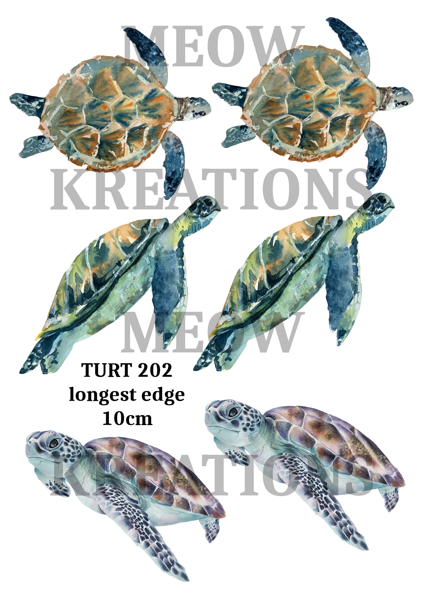 TORTUGA 202