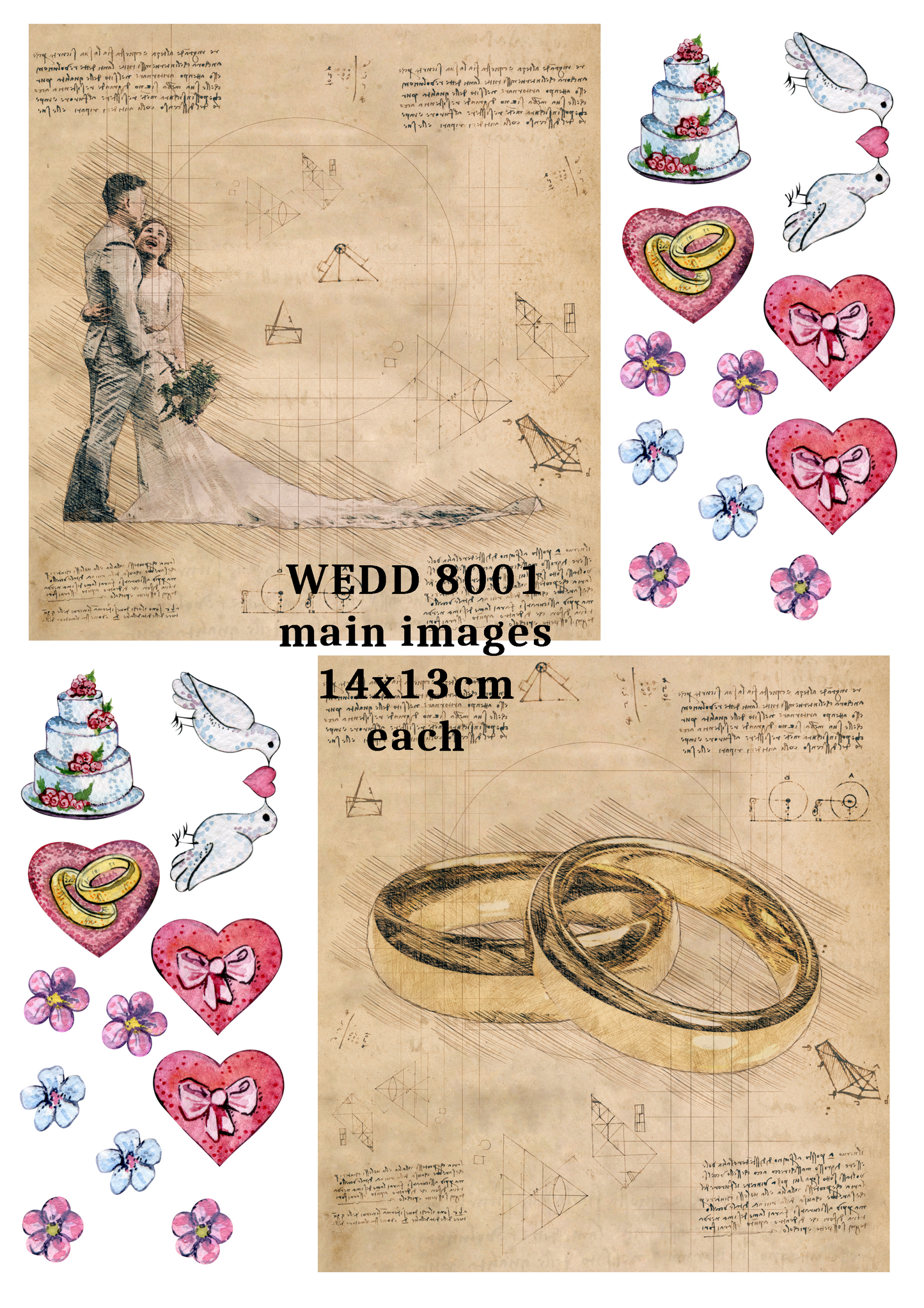 WEDD 8001