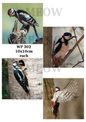 Decoupage Rice Paper - WP 302