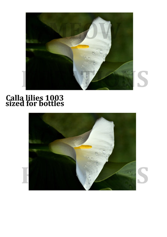 CALLA LILLIES 1003