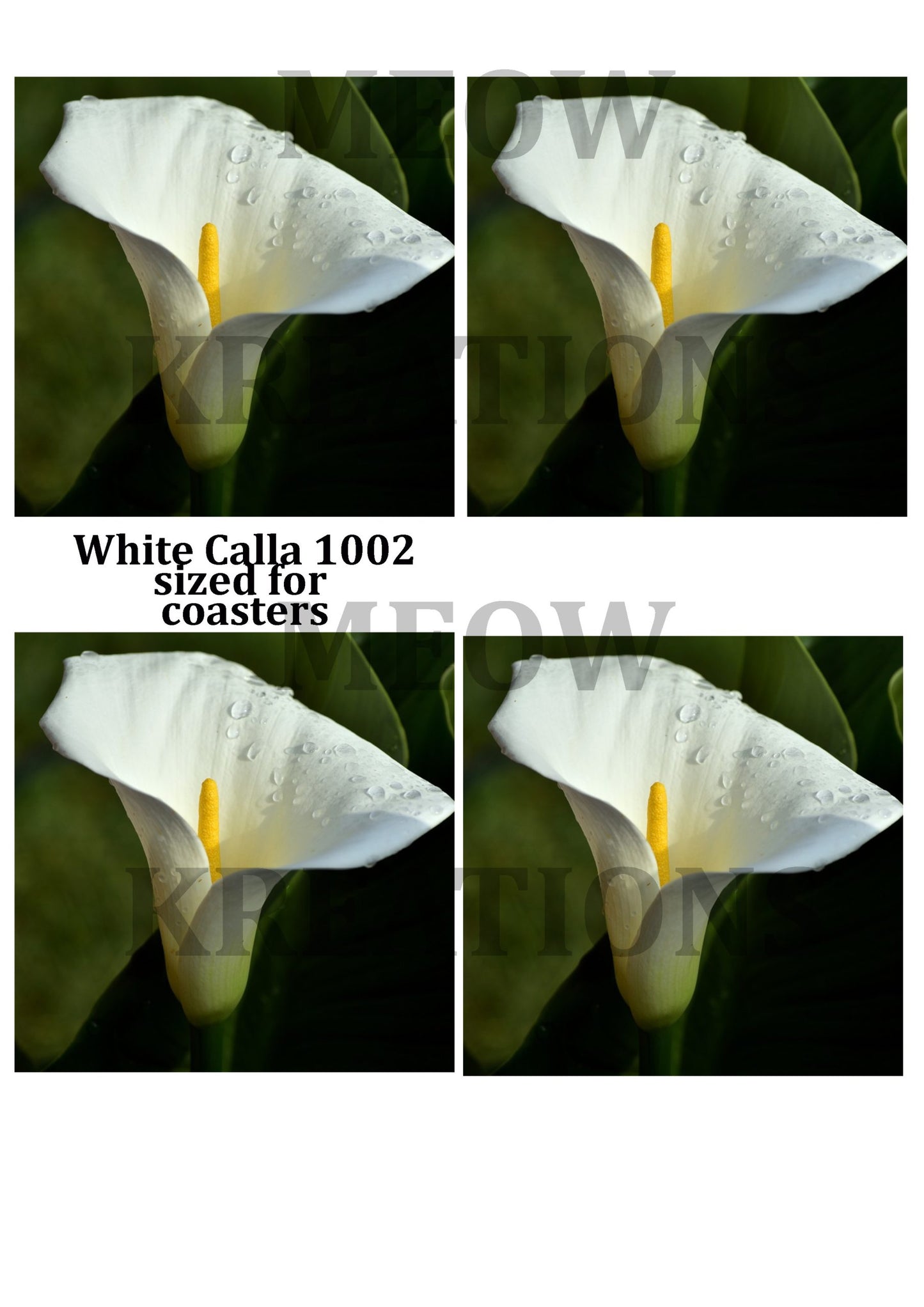 WHITE CALLA 1002